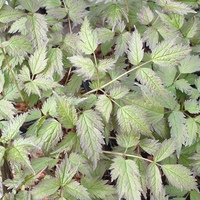 Actaea pachypoda 'Silver Leaf'